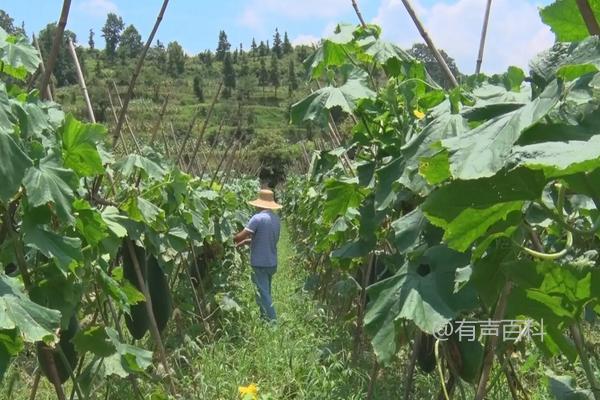 冬瓜种植：冬瓜需要修剪吗，冬瓜种植技巧分享