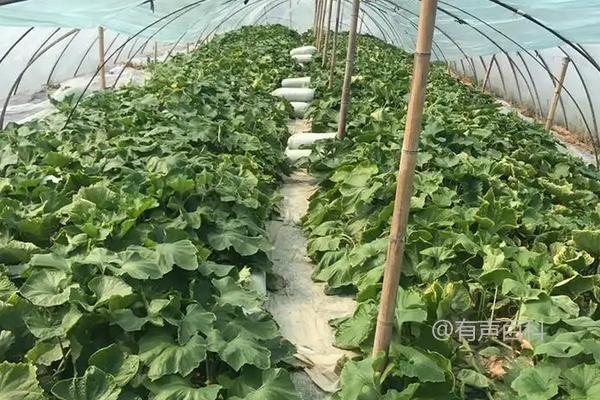 冬瓜种植：冬瓜需要修剪吗，冬瓜种植技巧分享