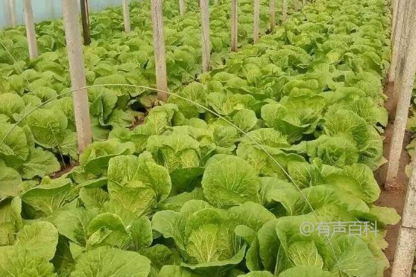 白菜叶面肥选择及喷施方法：尿素溶液、硼砂溶液、磷酸二氢钾溶液