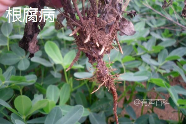 花生中后期病虫害防治，合理运用锄地拌土施药方法