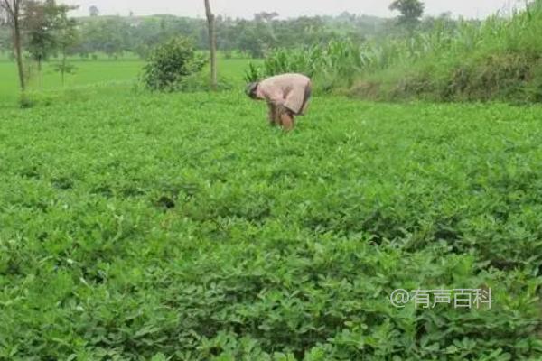 花生中后期病虫害防治，合理运用锄地拌土施药方法