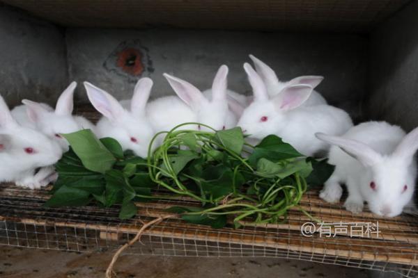 养幼兔的方法，不能喂食淀粉类食物