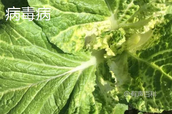 大白菜主要病害防治与抗病品种的种植