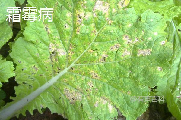 大白菜主要病害防治与抗病品种的种植