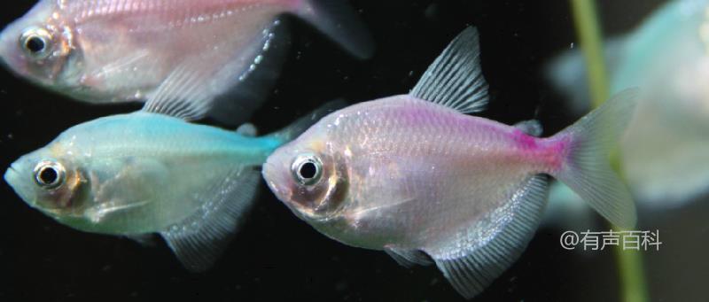彩裙鱼的寿命和繁殖方法：了解彩裙鱼的生命周