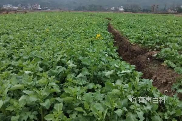 油菜中后期管理技巧：晴天及时清理田间沟渠