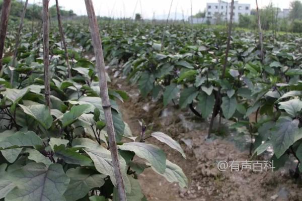 茄子种植株距离及行距规范建议：株距应在40-50厘米左右