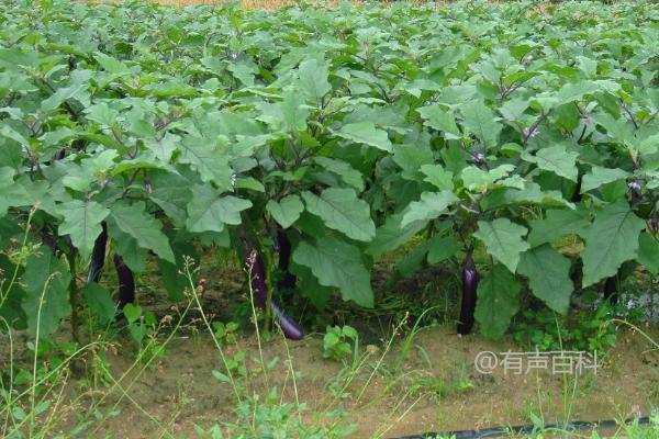 茄子种植株距离及行距规范建议：株距应在40-50厘米左右