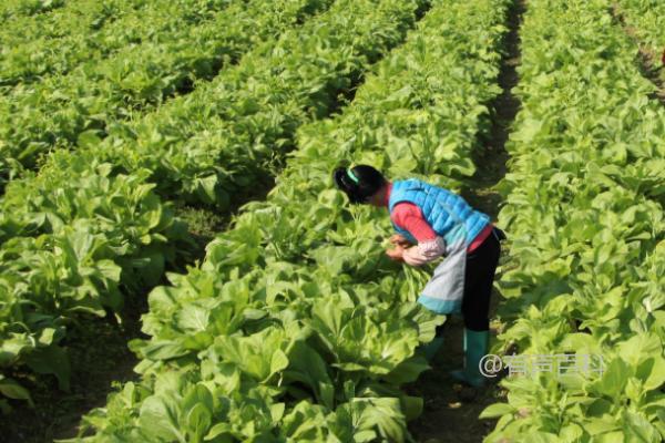 蔬菜施肥、打药误区解析：施肥过量易导致肥害