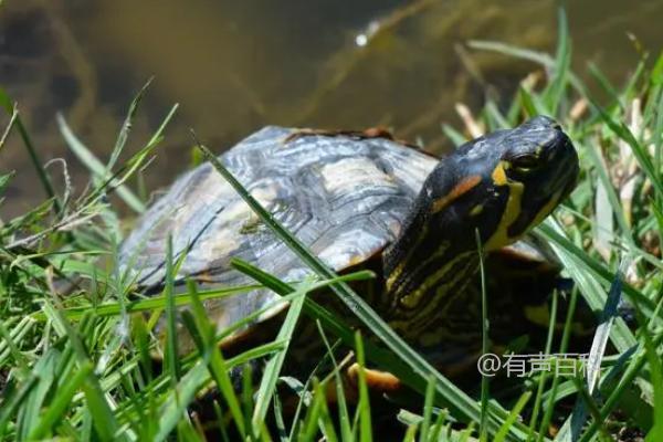 乌龟不喝水会死吗？只要环境湿润就不会有问题