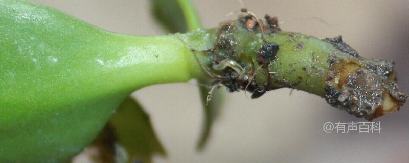 花根生虫是指花卉的根部受到害虫侵害的情况。