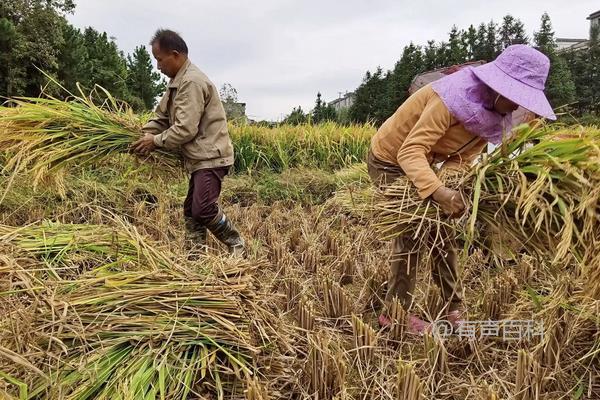 南方水稻成熟时间及种植时间指南