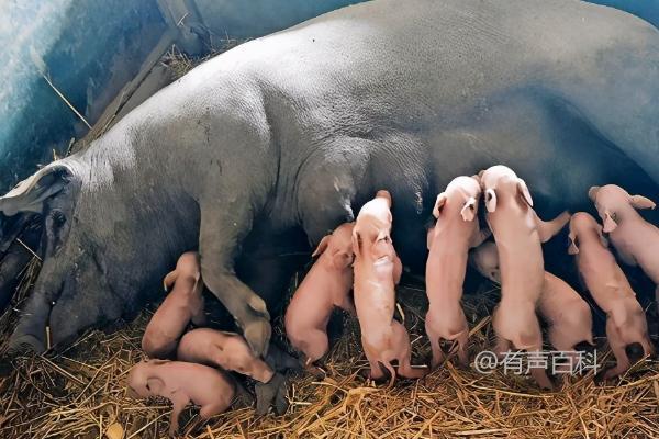 母猪难产死胎的处理方法及催产素的使用效果