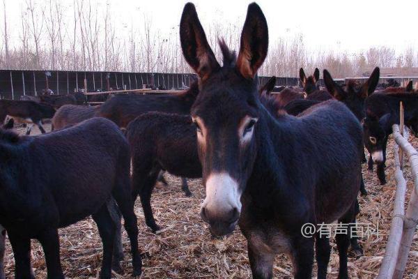 为了优化标题以符合百度SEO规范，可以考虑以下几个方面：简洁明了、关键词突出、并吸引读者点击。基于这些原则，您可以使用以下修改后的标题：

### **肉驴养殖注意事项：重点关注疾病防治**

这个标题不仅保留了原有信息的核心内容，还明确了主题，便于搜索引擎抓取和用户理解。