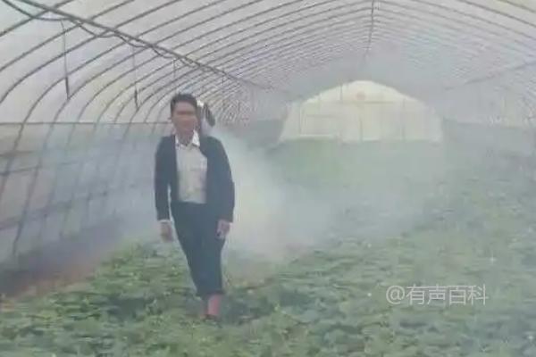 福美双的使用方法：拌种和喷雾技巧介绍