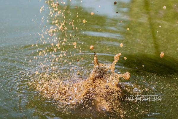 翘嘴鱼钓法分享，分布广泛易钓的技巧