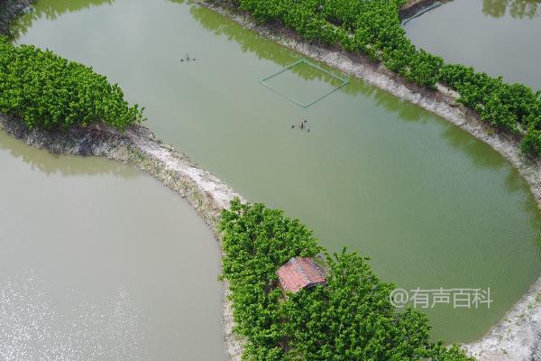 养鱼池水浑浊处理方法，先改善水质