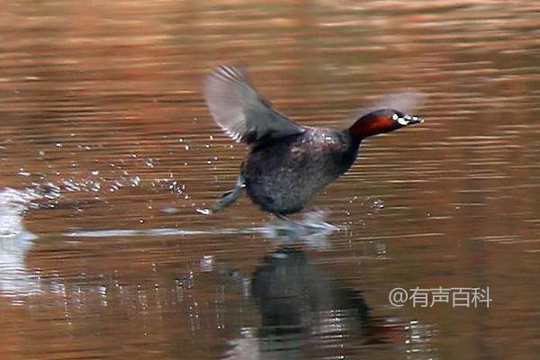 水禽种苗是指水禽育种生产的水禽后代，您了解吗？