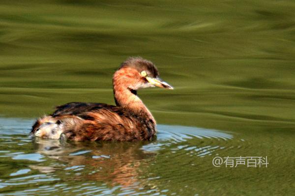 水禽种苗是指水禽育种生产的水禽后代，您了解吗？