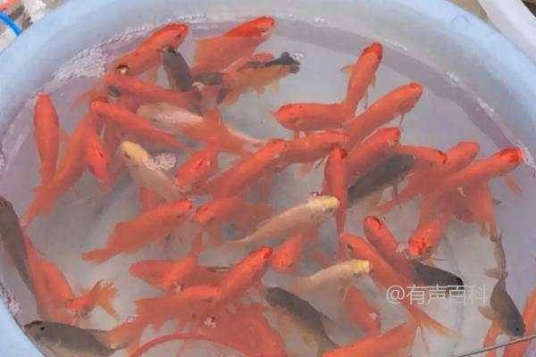 小金鱼为何不吃鱼食？水温过低会影响金鱼的食欲