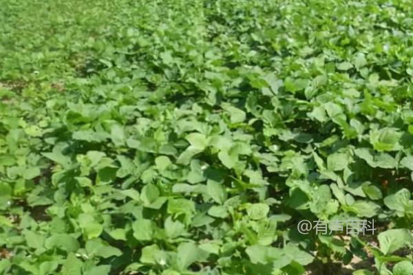 龙达177大豆品种特点及亚有限结荚习性