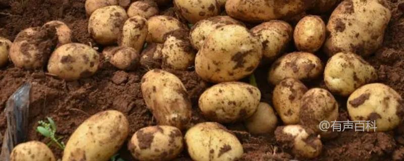 马铃薯块茎繁殖的生殖方式是无性生殖吗？