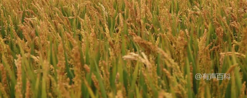 勃稻17水稻品种介绍：主茎11片叶的特点