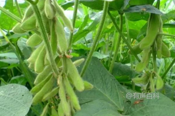 南农416大豆种详细介绍，有效防治刺吸性害虫如点蜂缘蝽