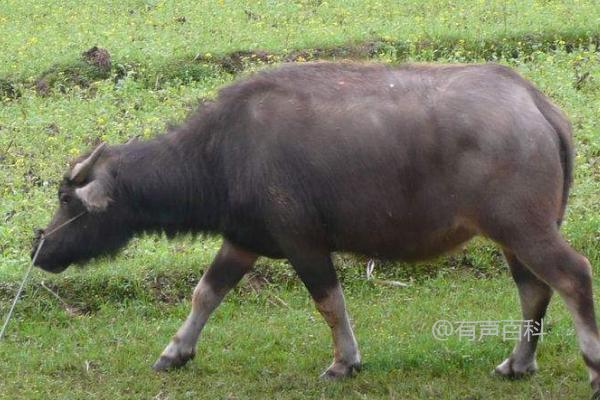 牛为什么会产生反刍现象？牛胃的构造解析