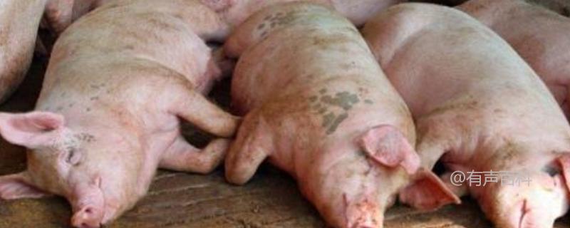 猪链球菌病的危害及发病原因