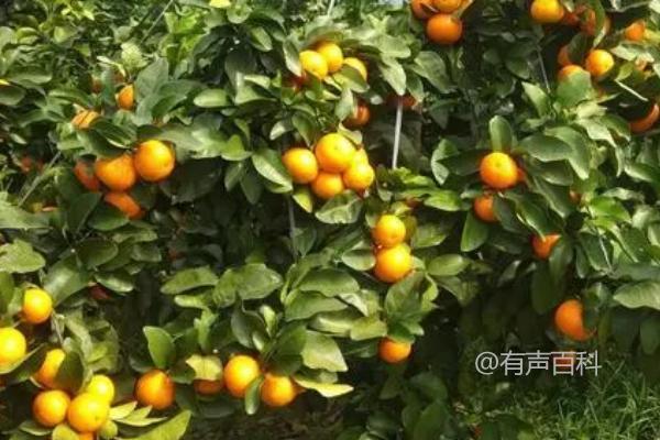 如何在家种植沙糖桔？适合4-5月和9-11月种植