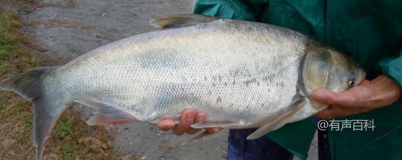 淡水白鲳鱼的养殖技术及生物学特征