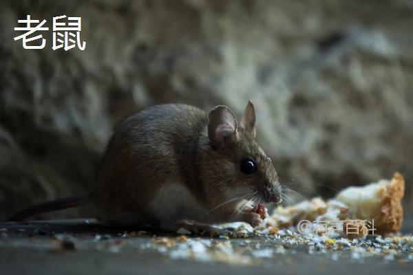 如何有效消灭拱土田鼠