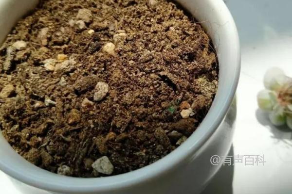 镜面草的种植技巧及耐阴特性介绍