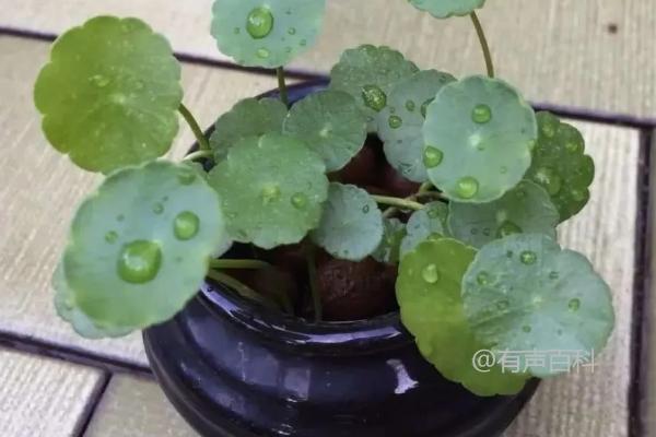 镜面草的种植技巧及耐阴特性介绍