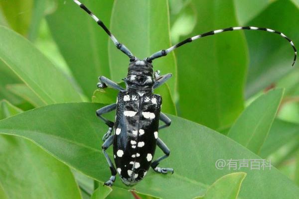 光肩星天牛防治的有效方法