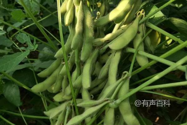 **东普72大豆种子简介：品种特点及亚有限结荚习性**