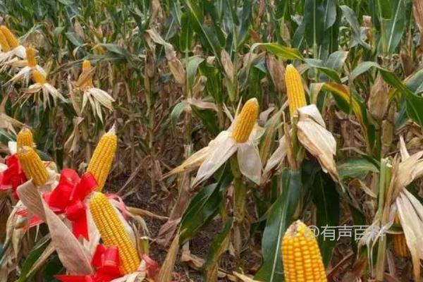 和育321玉米：品种特点和种植密度【4500-5000株/亩】