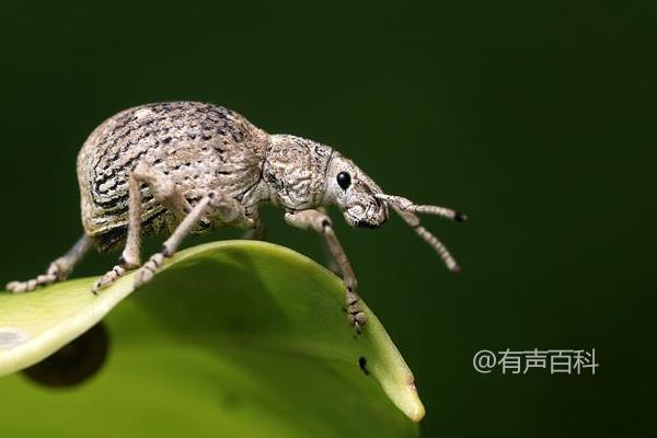 ### 象鼻虫防治方法及药物选择，危害种类和症状概述

象鼻虫是一种常见的害虫，对农作物造成严重危害。常见的象鼻虫有黑象鼻虫、黄象鼻虫等。它们主要以农作物的嫩叶为食，造成叶片被啃食、卷曲、枯黄等现象，严重影响作物生长发育。

防治象鼻虫可以采用化学药剂喷洒的方法，常用的药物包括敌敌畏、氯氰菊酯等。在使用药物时应注意按照指导使用，避免对环境和人体造成危害。

若发现农作物受到象鼻虫侵害，应及时采取防治措施，以免造成更大损失