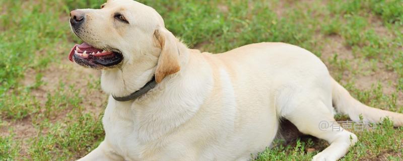 如何辨别拉布拉多犬的纯度？与金毛有何不同？