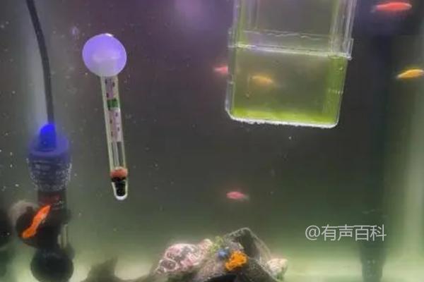 在鱼缸换水的最佳时间：清晨或傍晚，下午4点后换水更佳