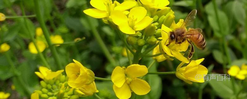 # 蜜蜂采蜜地点一般在花丛中，你知道吗？