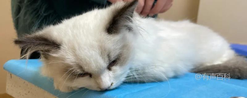 治疗猫瘟的方法及病猫保暖措施