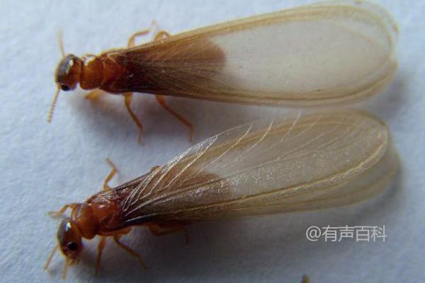 白蚁防治方法大全，分别详解生态、生物、物理和化学防治