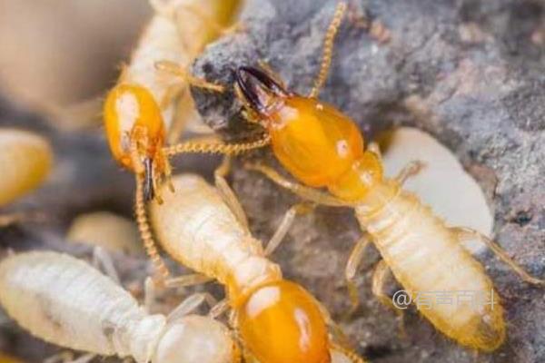 白蚁防治方法大全，分别详解生态、生物、物理和化学防治