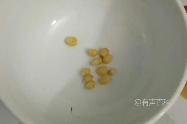 玉米种子发芽的全过程