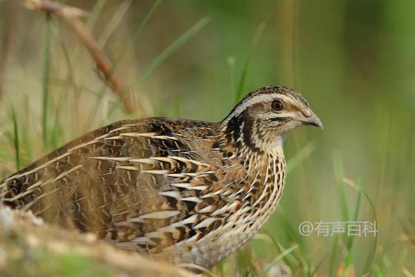 为什么鹌鹑接触水就会死亡？