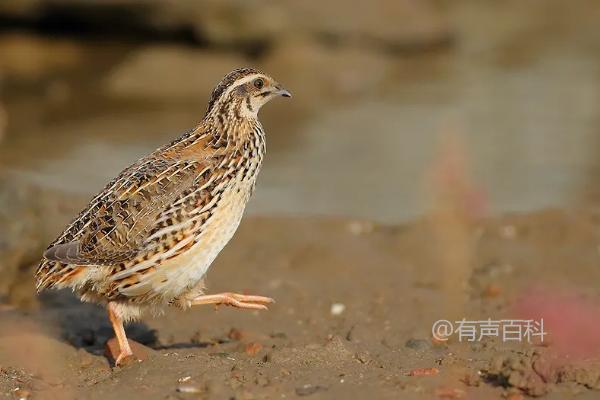 为什么鹌鹑接触水就会死亡？