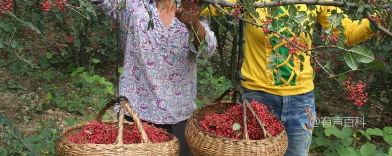 花椒育苗技巧分享：如何合理选择盛果期植株进行采种