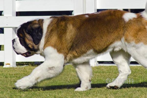 圣伯纳犬价格及养护指南